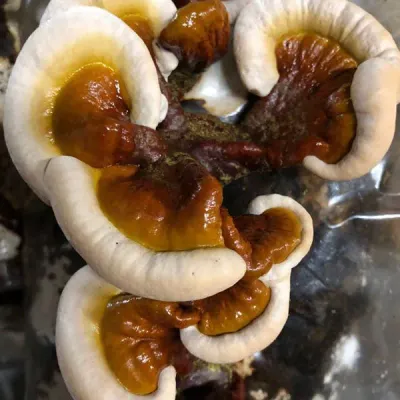 Reishi Sawdust Spawn - (Ganoderma spp.) - 5lb - Image 6