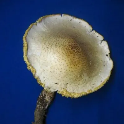 Scaly Lentinus “Train Wrecker” - (Neolentinus lepideus) Plug Spawn - Product Image