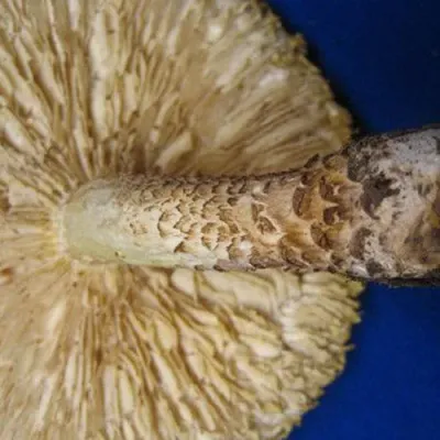 Scaly Lentinus “Train Wrecker” - (Neolentinus lepideus) Sawdust Spawn - 5lb - Product Image