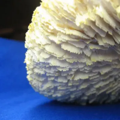 Scaly Lentinus “Train Wrecker” - (Neolentinus lepideus) Sawdust Spawn - 5lb - Image 2