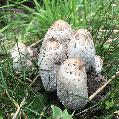 Shaggy Mane - (Coprinus comatus) Sawdust Spawn - 5lb - Product Image
