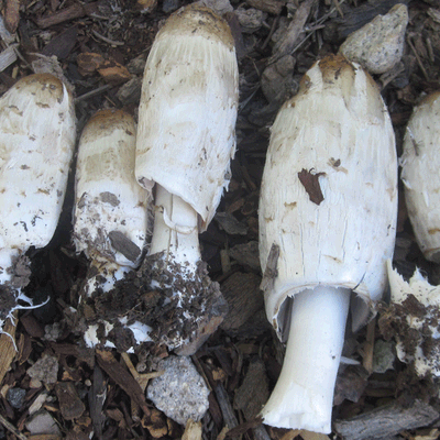 Shaggy Mane - (Coprinus comatus) Sawdust Spawn - 5lb - Image 2