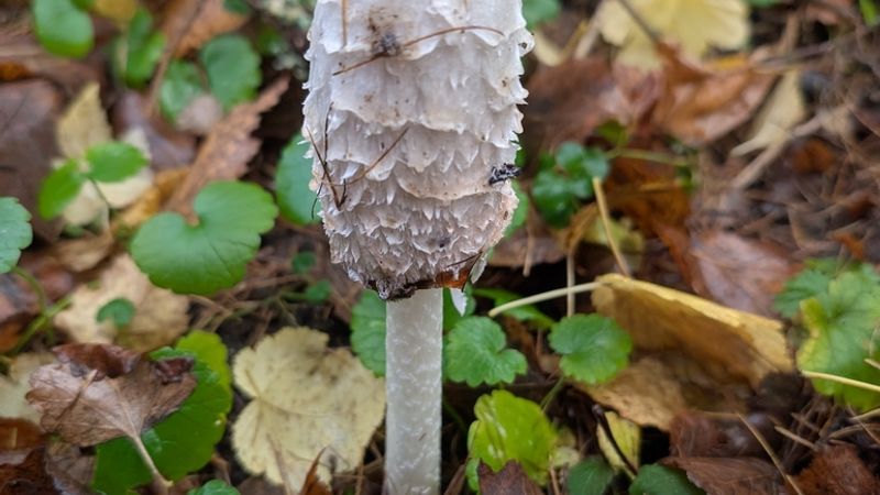 Shaggy Mane Mushroom