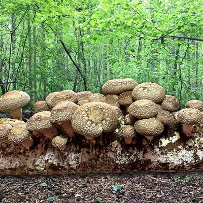 Shiitake Fruiting Kit - Product Image