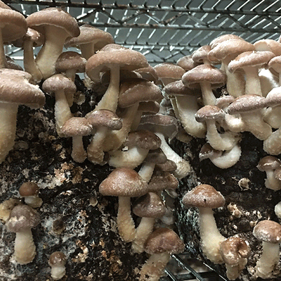 Shiitake Fruiting Kit - Image 2