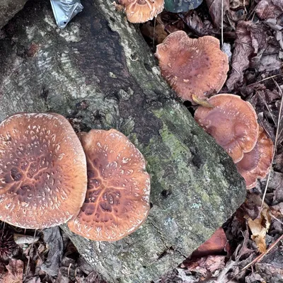 Shiitake (Lentinula edodes) Mushroom Fruiting Logs - Product Image