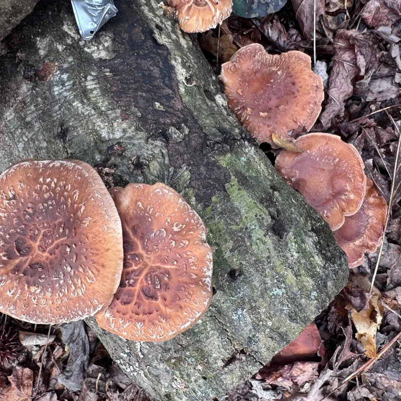 Shiitake (Lentinula edodes) Mushroom Fruiting Logs - Product Image