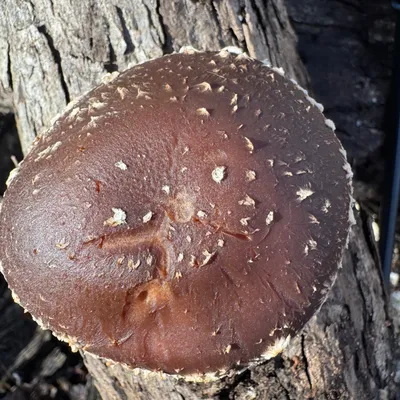 Shiitake (Lentinula edodes) Mushroom Fruiting Logs - Image 6
