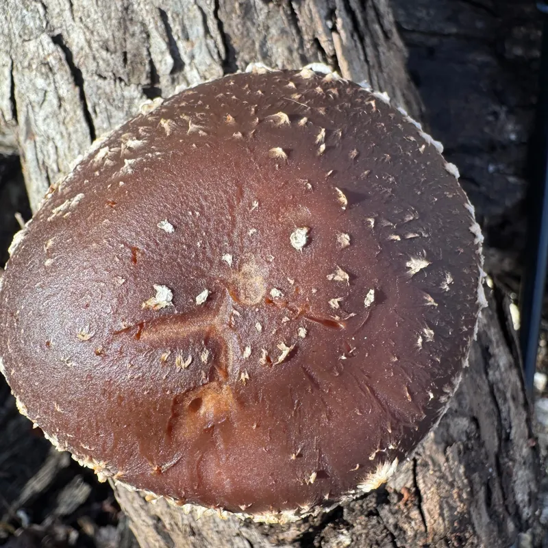 Shiitake (Lentinula edodes) Mushroom Fruiting Logs - Image 6