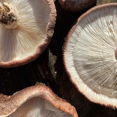 Shiitake (Lentinula edodes) Mushroom Fruiting Logs - Image 2