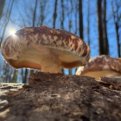 Shiitake (Lentinula edodes) Mushroom Fruiting Logs - Image 3
