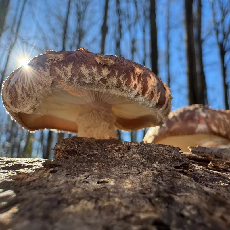 Shiitake (Lentinula edodes) Mushroom Fruiting Logs - Image 3