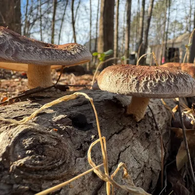 Shiitake (Lentinula edodes) Mushroom Fruiting Logs - Image 4