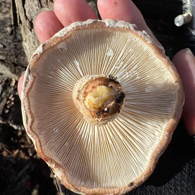 Shiitake (Lentinula edodes) Mushroom Fruiting Logs - Image 5