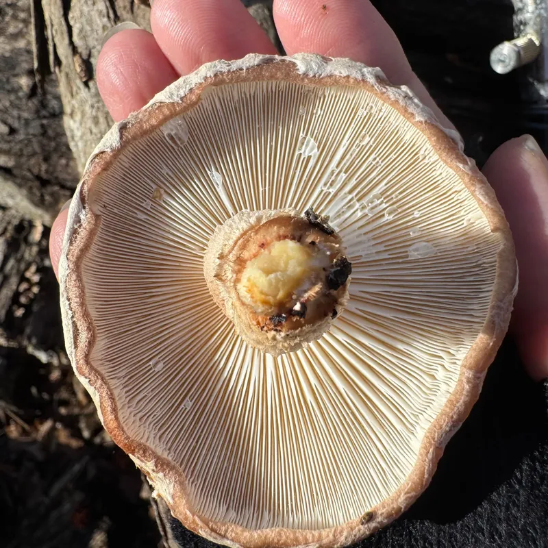 Shiitake (Lentinula edodes) Mushroom Fruiting Logs - Image 5