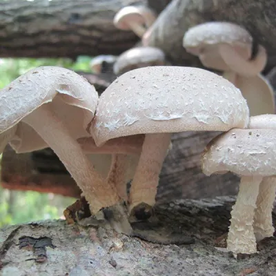 Shiitake Mushroom Sawdust Spawn - (Lentinula edodes) - 5lb - Product Image