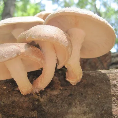 Shiitake Mushroom Sawdust Spawn - (Lentinula edodes) - 5lb - Image 2