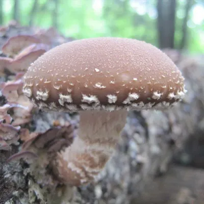 Shiitake Mushroom Sawdust Spawn - (Lentinula edodes) - 5lb - Image 4