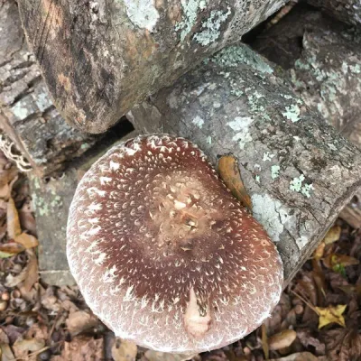 Shiitake Mushroom Sawdust Spawn - (Lentinula edodes) - 5lb - Image 5