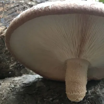 Shiitake Plug Spawn - (Lentinula edodes) - Image 2
