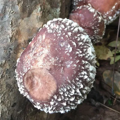 Shiitake Plug Spawn - (Lentinula edodes) - Image 5