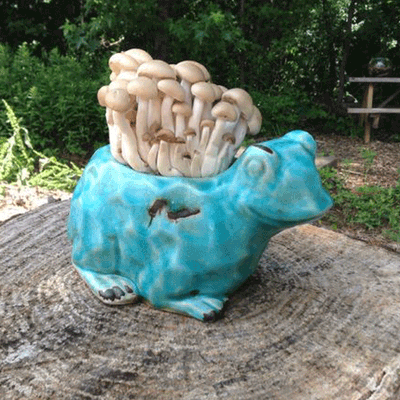 Shimeji - (Hypsizygus tessulatus) Sawdust Spawn - 5lb - Image 2