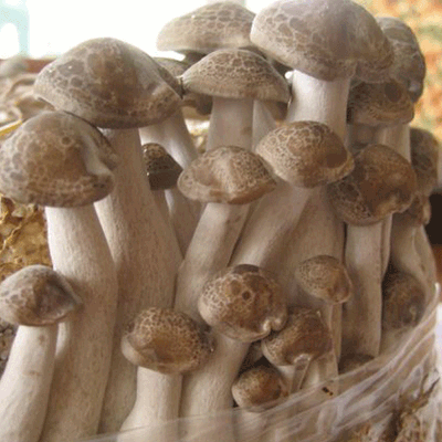 Shimeji - (Hypsizygus tessulatus) Sawdust Spawn - 5lb - Image 3