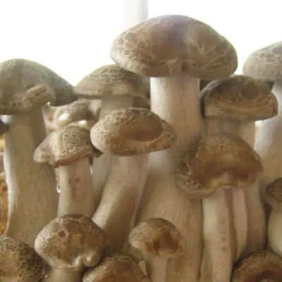 Shimeji Plug Spawn - (Hypsizygus tessulatus) - Product Image