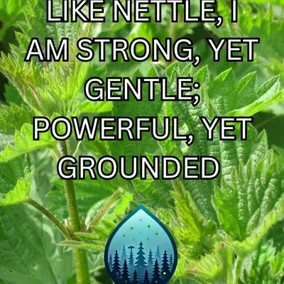 Stinging Nettle Salve - Image 4