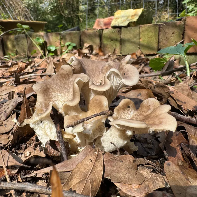 Tarragon Oyster MycoGarden Fruiting Kit - (Pleurotus euosmus) - Product Image