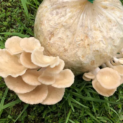 Tarragon Oyster MycoGarden Fruiting Kit - (Pleurotus euosmus) - Image 2