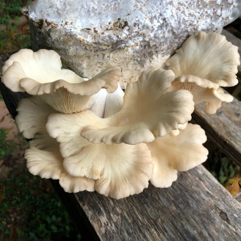 Tarragon Oyster MycoGarden Fruiting Kit - (Pleurotus euosmus) - Image 3