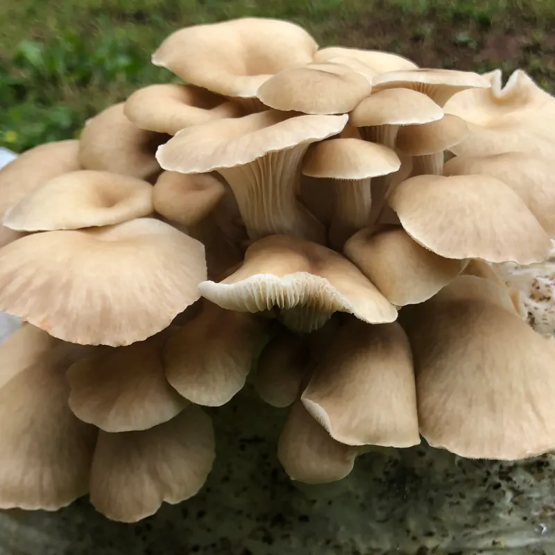 Tarragon Oyster MycoGarden Fruiting Kit - (Pleurotus euosmus) - Image 4