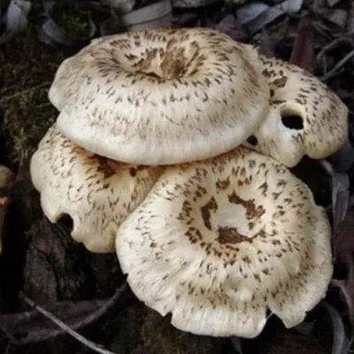 Tiger Sawgill - (Lentinus tigrinus) Sawdust Spawn - 5lb - Product Image