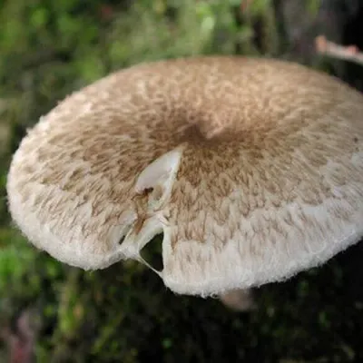 Tiger Sawgill - (Lentinus tigrinus) Sawdust Spawn - 5lb - Image 2