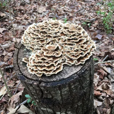 Turkey Tail Plugs - (Trametes versicolor) - Product Image
