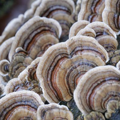 Turkey Tail Mushroom Plug Spawn - Image 2