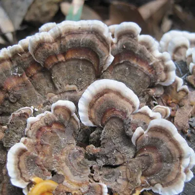 Turkey Tail Sawdust Spawn- (Trametes versicolor) - 5lb - Image 2