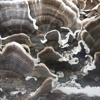 Turkey Tail Sawdust Spawn- (Trametes versicolor) - 5lb - Image 3