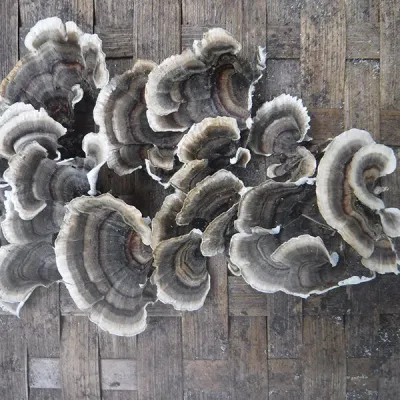 Turkey Tail Sawdust Spawn- (Trametes versicolor) - 5lb - Image 4