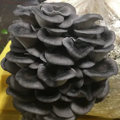 Warm Blue Oyster MycoGarden Fruiting Kit - (Pleurotus ostreatus) - Product Image