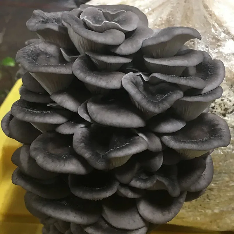 Warm Blue Oyster MycoGarden Fruiting Kit - (Pleurotus ostreatus) - Product Image
