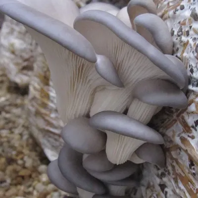 Warm Blue Oyster MycoGarden Fruiting Kit - (Pleurotus ostreatus) - Image 2