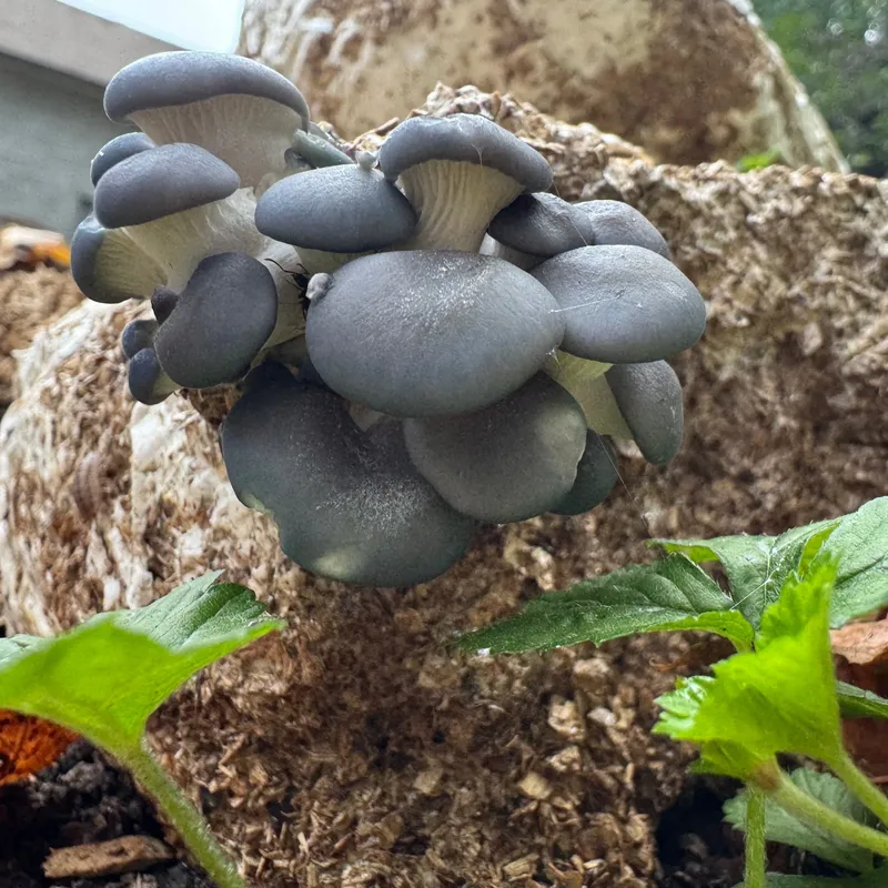 Warm Blue Oyster MycoGarden Fruiting Kit - (Pleurotus ostreatus) - Image 4