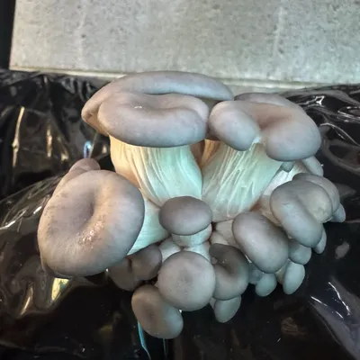 Warm Blue Oyster MycoGarden Fruiting Kit - (Pleurotus ostreatus) - Image 5