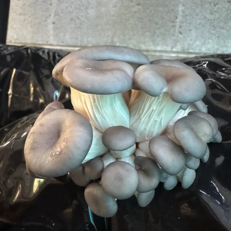 Warm Blue Oyster MycoGarden Fruiting Kit - (Pleurotus ostreatus) - Image 5