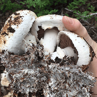 White Button Mushroom Fruiting Kit - Product Image