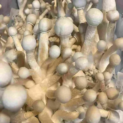 White Teacher Mushrooms
