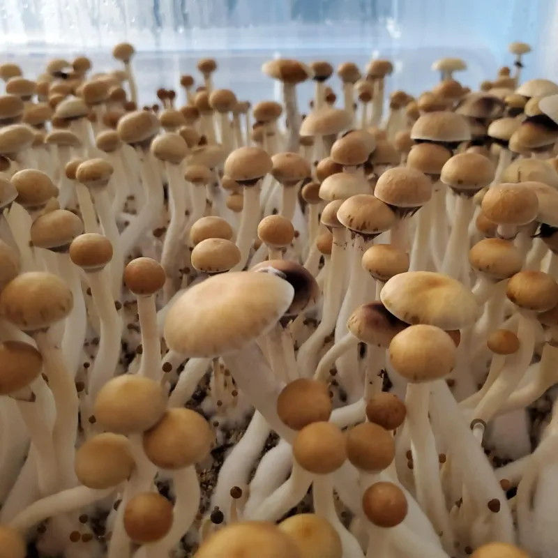 Minami Okinawa Mushroom: Unlocking the Health Benefits of Psilocybe