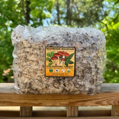 Wine Cap “Stropharia rugoso-anulata” Living Mulch - Product Image